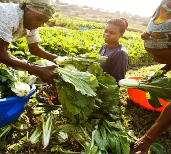 Food Security & Livelihoods